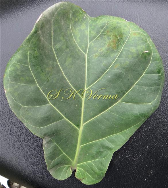  Leaf (Adaxial view)